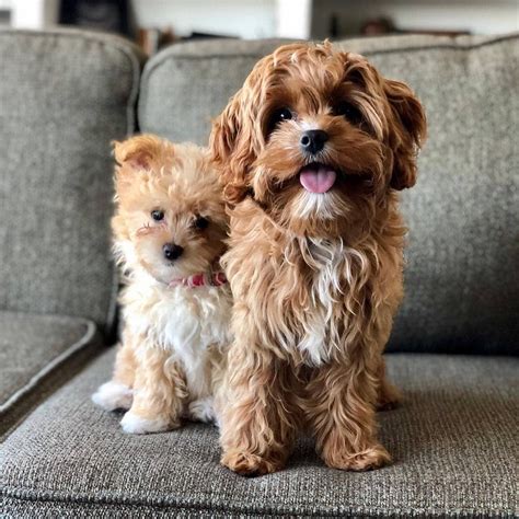 cabapo|Cavapoo Dog Breed Information and Characteristics